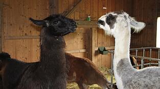 Die Lamas Norris und Dorli: Bei den Giglers gibt es nur männliche Tiere, die alle kastriert sind.
