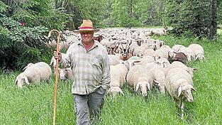 Ein Schäfer führt eine Herde durch einen Wald. Schäfereibetriebe können ihre Tiere vor dem Wolf gut schützen. Allerdings würden sie sich dafür mehr Unterstützung seitens der Politik erwarten.