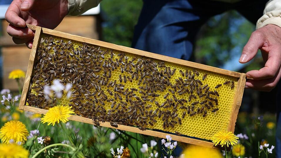 Noch sind die bayrischen Bienen auf der sicheren Seite. Experten rechnen aber damit, dass sie bald von einer neuen Milbe befallen werden. (Archivbild)