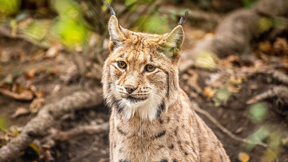 Das Thema Luchs sorgt seit Jahren für Spannungen im Bayerischen Wald.