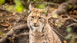 Das Thema Luchs sorgt seit Jahren für Spannungen im Bayerischen Wald.