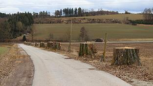 Die Säulen-Pappeln waren schon zu stark geschädigt. Deshalb säumen sie nun nicht mehr den Weg zum Erdbeerhof der Attenkofers. Die Säulen-Pappeln waren schon zu stark geschädigt. Deshalb säumen sie nun nicht mehr den Weg zum Erdbeerhof der Attenkofers.