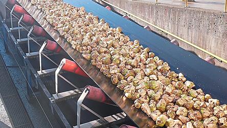 In der kommenden Woche werden die letzten Rüben in die Zuckerfabrik gebracht.