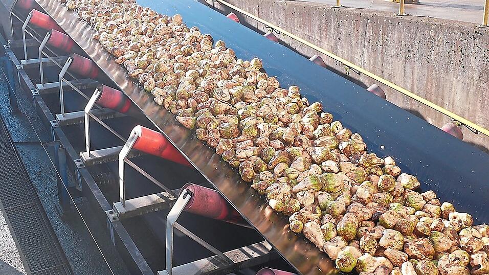 In der kommenden Woche werden die letzten Rüben in die Zuckerfabrik gebracht. In der kommenden Woche werden die letzten Rüben in die Zuckerfabrik gebracht.