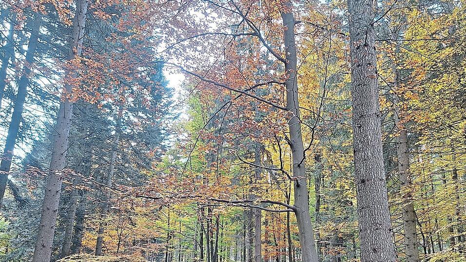 Im Friedwald kann man nun seine letzte Ruhest&auml;tte finden.
