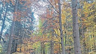 Im Friedwald kann man nun seine letzte Ruhestätte finden. Im Friedwald kann man nun seine letzte Ruhestätte finden.