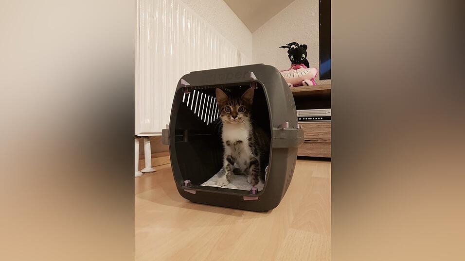 Die kleine Katze ist da - was nun?