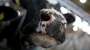 Die B&auml;uerin wird licht verletzt in eine Klinik gebracht. (Symbolbild)