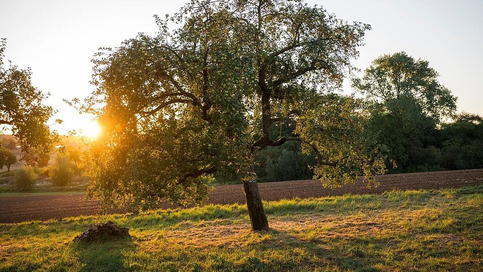 Jedes Jahr verschwinden Schätzungen des Streuobstpakts zufolge etwa 100.000 Streuobstbäume in Bayern. (Archivbild) Jedes Jahr verschwinden Schätzungen des Streuobstpakts zufolge etwa 100.000 Streuobstbäume in Bayern. (Archivbild)