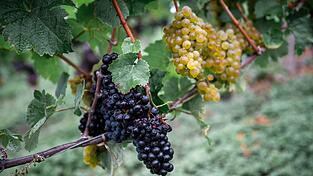 Die Weinernte fällt geringer aus als zu Beginn erwartet. (Archivbild)