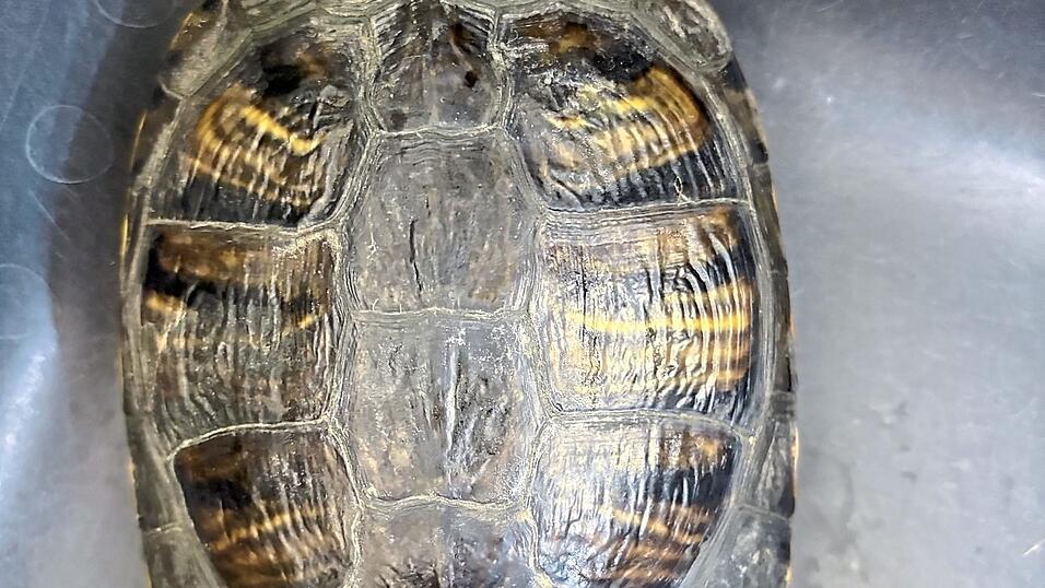 Wer vermisst dieses Reptil? In Mainburg am Westring ist eine Rotwangen-Schmuckschildkröte gefunden worden. Wer vermisst dieses Reptil? In Mainburg am Westring ist eine Rotwangen-Schmuckschildkröte gefunden worden.