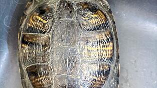 Wer vermisst dieses Reptil? In Mainburg am Westring ist eine Rotwangen-Schmuckschildkröte gefunden worden. Wer vermisst dieses Reptil? In Mainburg am Westring ist eine Rotwangen-Schmuckschildkröte gefunden worden.