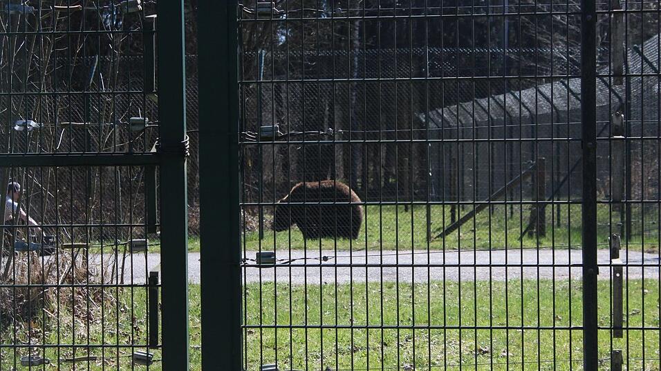 'Ben' ein Jahr nach seiner Befreiung im Gnadenhof in Bad Füssing.