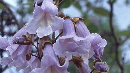 Die blaue Paulownienbl&uuml;te