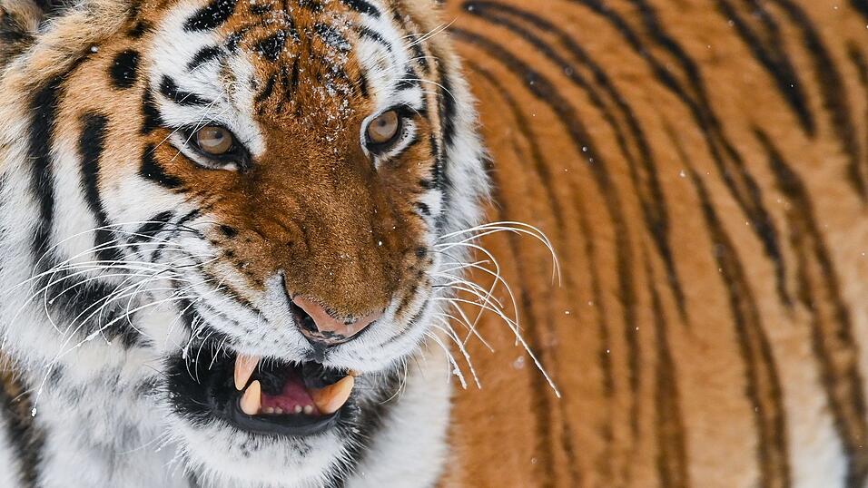 Der sibirische Tiger oder Amur-Tiger ist die gr&ouml;&szlig;te Raubkatze der Welt. In einem Zoo in England wurde ein Mann von einem der Tiere get&ouml;tet, nachdem er dessen Gehege betreten hatte. (Illustration)