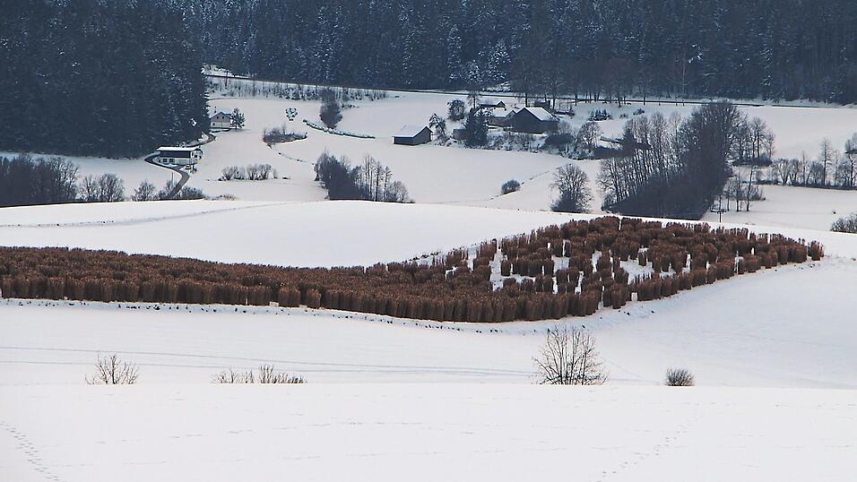 Sticht ins Auge: Das Feld von Michael Pritzl in Arndorf ist ein Hingucker. Das dort angebaute Chinaschilf wird jährlich im Frühjahr gehäckselt. Die holzigen Stängel sind gute Wärmelieferanten. Sticht ins Auge: Das Feld von Michael Pritzl in Arndorf ist ein Hingucker. Das dort angebaute Chinaschilf wird jährlich im Frühjahr gehäckselt. Die holzigen Stängel sind gute Wärmelieferanten.