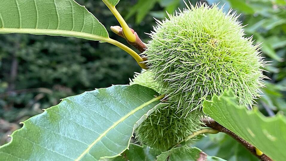 Wie hellgrüne Igel schauen die Früchte der Esskastanie aus.