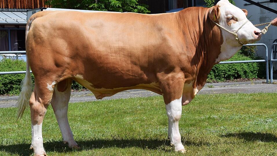 Rekord-Stier Medeon kostete 153.000 Euro. Rekord-Stier Medeon kostete 153.000 Euro.