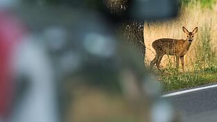 Gleich vier Wildunf&auml;lle in vier Stunden ereigneten sich in Schwaben. (Archivbild)