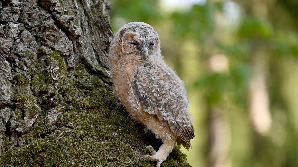 Vogelschützer des LBV beobachteten im Februar weniger Waldkäuze im Nymphenburger Schlosspark. (Archivbild) Vogelschützer des LBV beobachteten im Februar weniger Waldkäuze im Nymphenburger Schlosspark. (Archivbild)