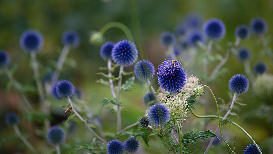 Platz 7: Martina Wollinger