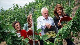 Der fr&auml;nkische Weinbauverband geht von einem guten Jahrgang 2026 aus.