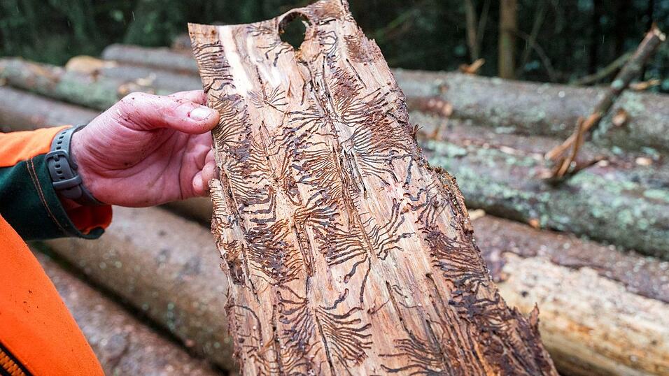 Borkenkäfer legen in der für den Baum lebenswichtigen Bastschicht Gänge an. Dadurch stirbt dieser irgendwann ab. (Archivbild) Borkenkäfer legen in der für den Baum lebenswichtigen Bastschicht Gänge an. Dadurch stirbt dieser irgendwann ab. (Archivbild)