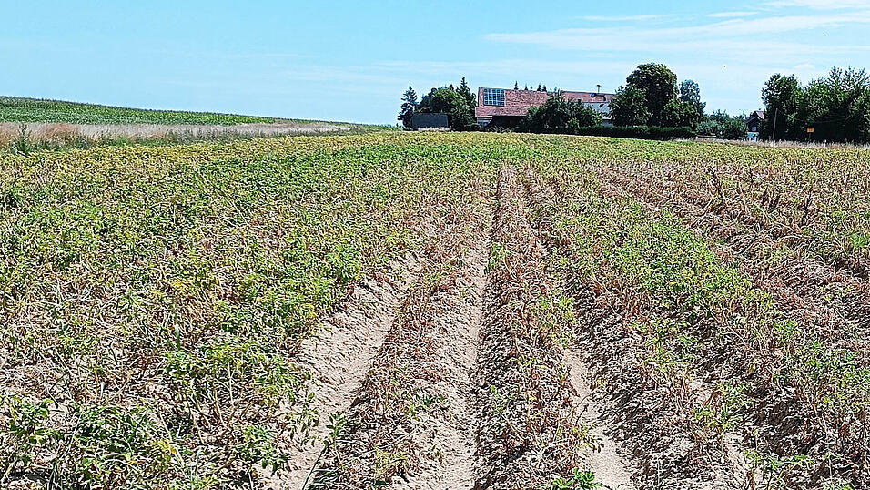 Pflanzen im Hitzestress des Klimawandels: Auch im fruchtbaren Gäuboden wird die Kartoffelernte wohl heuer nicht gut ausfallen. Pflanzen im Hitzestress des Klimawandels: Auch im fruchtbaren Gäuboden wird die Kartoffelernte wohl heuer nicht gut ausfallen.