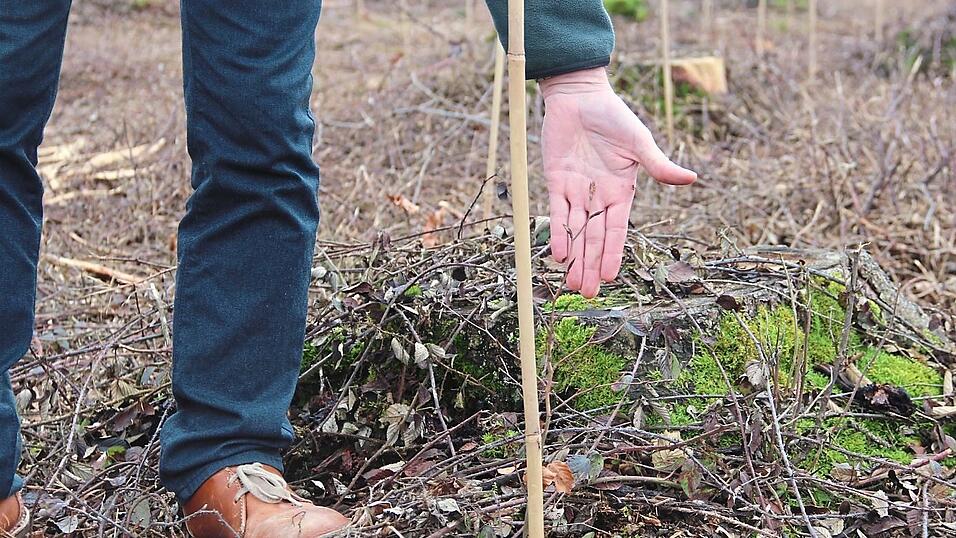 Ein Buchensetzling auf einer Anpflanzfläche bei Höcking: Mischwälder haben einige Vorteile, sagt Förster Hubert Hobmaier. Dies gelte auch im Hinblick auf den Klimawandel. Ein Buchensetzling auf einer Anpflanzfläche bei Höcking: Mischwälder haben einige Vorteile, sagt Förster Hubert Hobmaier. Dies gelte auch im Hinblick auf den Klimawandel.