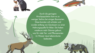 Der Wolf kann einen großen Einfluss auf die Natur um ihn herum haben. So können selbst Fische und Wasserpflanzen langfristig von den Raubtieren profitieren. 