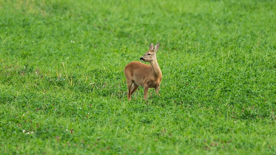 Ein Artgenosse des Tiers sorgt an der B12 im Allgäu für Ärger. (Symbolbild) Ein Artgenosse des Tiers sorgt an der B12 im Allgäu für Ärger. (Symbolbild)