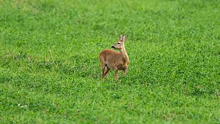 Ein Artgenosse des Tiers sorgt an der B12 im Allgäu für Ärger. (Symbolbild) Ein Artgenosse des Tiers sorgt an der B12 im Allgäu für Ärger. (Symbolbild)