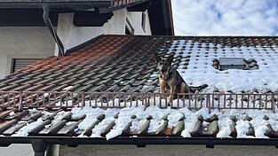 Der Hund gelangt &uuml;ber ein Fenster aufs Dach und rutschte bis zum Schneefanggitter.