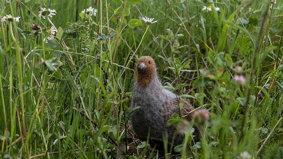 Das in seinem Bestand gefährdete Rebhuhn ist zum Vogel des Jahres gewählt worden. (Archivbild) Das in seinem Bestand gefährdete Rebhuhn ist zum Vogel des Jahres gewählt worden. (Archivbild)