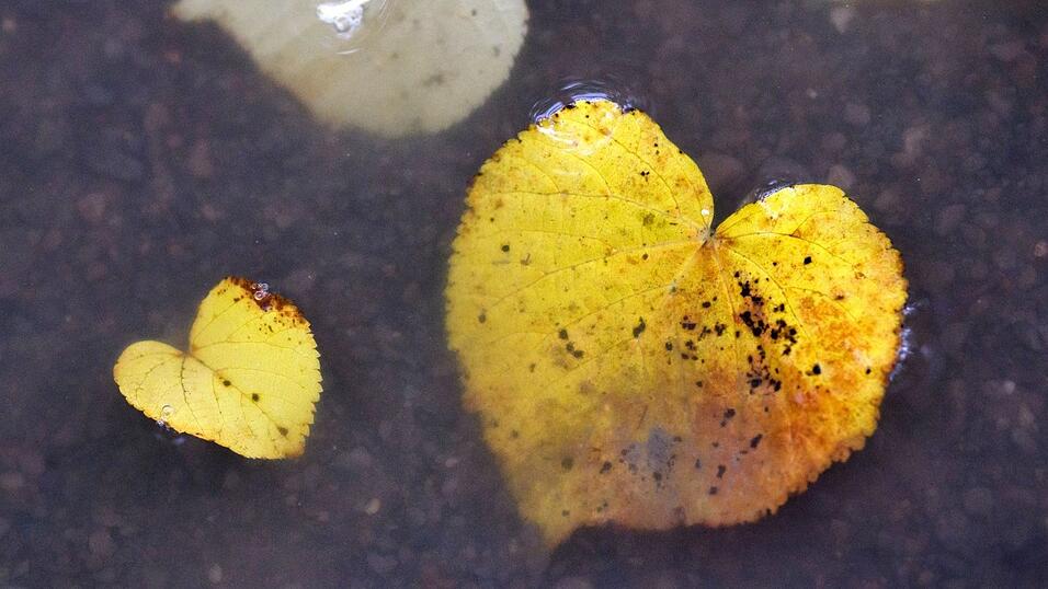 Herbstlich verfärbte Blätter in Herzform liegen in einer Pfütze. Herbstlich verfärbte Blätter in Herzform liegen in einer Pfütze.