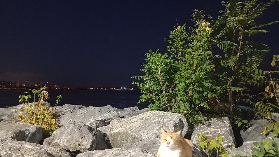 Man trifft sie wirklich überall an: Katzen in Istanbul.
