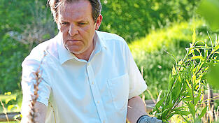 Mit grimmiger Entschlossenheit geht der Tiroler Umwelt-Landesrat René Zumtobel gegen Kanadische Goldrute, Drüsiges Springkraut und Südafrikanisches Greiskraut vor. Mit grimmiger Entschlossenheit geht der Tiroler Umwelt-Landesrat René Zumtobel gegen Kanadische Goldrute, Drüsiges Springkraut und Südafrikanisches Greiskraut vor.