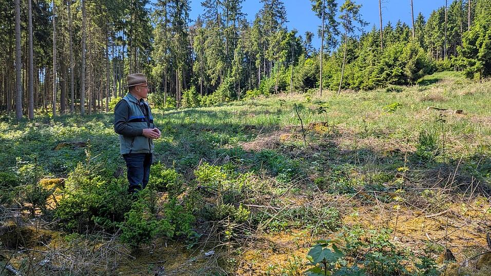 F&ouml;rster Johann Orthuber steht inmitten einer Neupflanzung, im Hintergrund ragen jahrzehntealte Fichten gen Himmel.