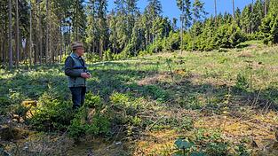 F&ouml;rster Johann Orthuber steht inmitten einer Neupflanzung, im Hintergrund ragen jahrzehntealte Fichten gen Himmel.
