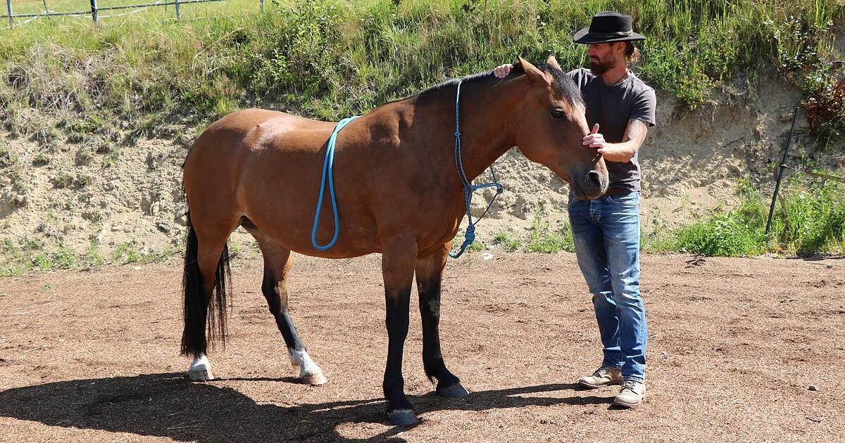Tom Stern from Perasdorf has healing hands for horses