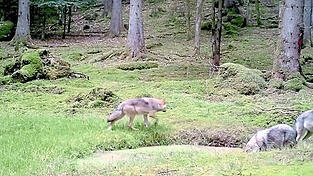Eine Fotofalle zeigt die vier jungen W&ouml;lfe im Veldensteiner Forst. Als das Bild ver&ouml;ffentlicht wurde, waren die Tiere schon Halbwaisen.