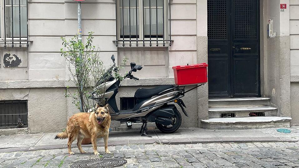 Bei entrissenen Auslandshunden handelt es sich oft um Angsttiere. Sie schalten abseits ihres Zuhauses in einen &Uuml;berlebensmodus. Fangversuche k&ouml;nnen die Vierbeiner in Panik versetzen. (Symbolfoto)