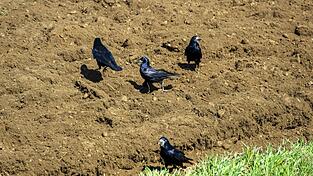 Die Rabenv&ouml;gel hacken Siloballen auf und &uuml;bertragen Krankheiten. Vor allem Landwirte w&uuml;rden darunter leiden.