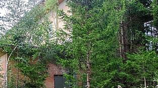 Eines der wenigen verbliebenen 130 Gebäude der NS-Fabrik im Frauenwald. Noch immer ist es von den Bäumen gut versteckt.