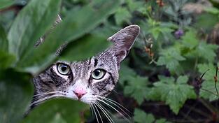 Braucht der Landkreis Cham eine Katzenschutzverordnung?