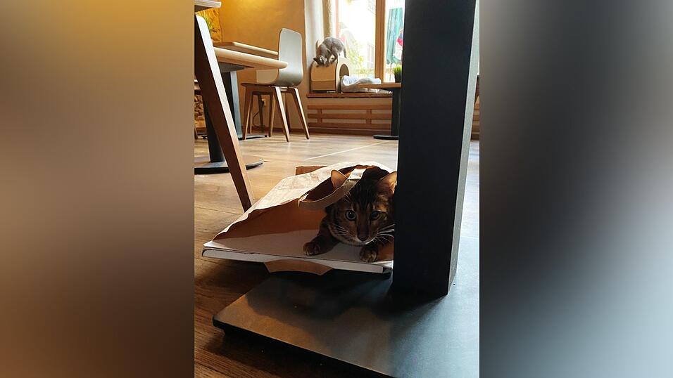 Auch an den sechs tierischen Bewohner des Regensburger Katzentempels geht Corona nicht spurlos vorbei. Die angeordnete Schließung der Gastronomie hat das Leben der Samtpfoten auf den Kopf gestellt. Wo sind bloß all die Spielkameraden hin? Auch an den sechs tierischen Bewohner des Regensburger Katzentempels geht Corona nicht spurlos vorbei. Die angeordnete Schließung der Gastronomie hat das Leben der Samtpfoten auf den Kopf gestellt. Wo sind bloß all die Spielkameraden hin?