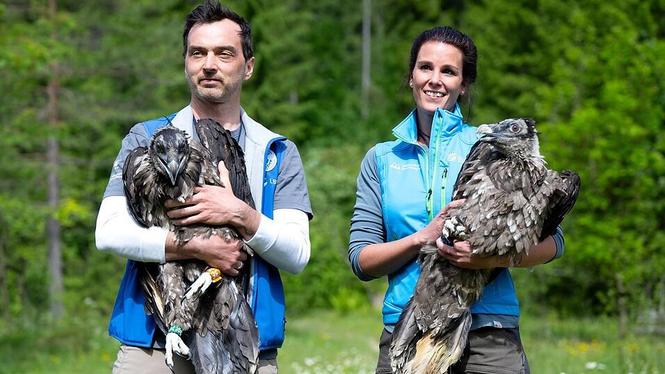 Die jungen Bartgeier k&ouml;nnen anfangs noch nicht fliegen. (Archivbild)