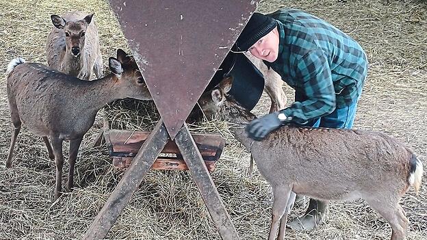 Für Franz Greindl und seine Familie sind die Sika nicht nur ein Lebensunterhalt - sondern Teil ihrer Familie. Besonders Fipsie (mit dem Halsband) weiß das und begegnet dem Züchter ganz unbefangen. Für Franz Greindl und seine Familie sind die Sika nicht nur ein Lebensunterhalt - sondern Teil ihrer Familie. Besonders Fipsie (mit dem Halsband) weiß das und begegnet dem Züchter ganz unbefangen.
