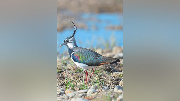Der Kiebitz ist einer der bekanntesten Wiesenv&ouml;gel und ist in seinem Bestand stark gef&auml;hrdet.