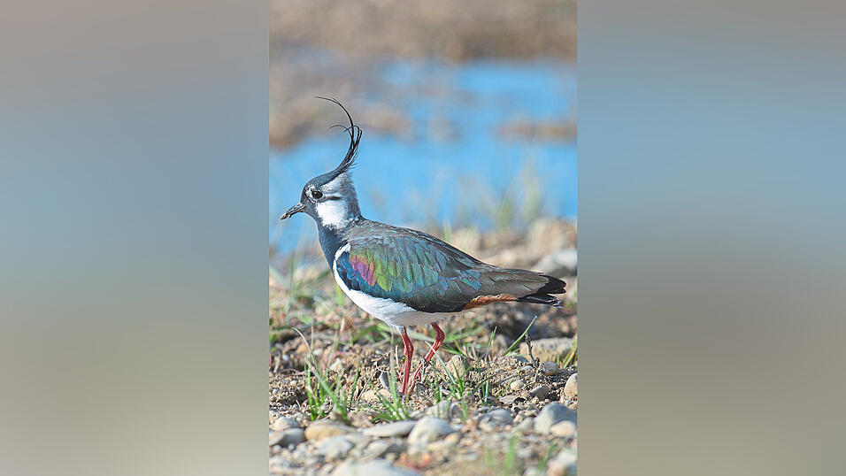 Der Kiebitz ist einer der bekanntesten Wiesenv&ouml;gel und ist in seinem Bestand stark gef&auml;hrdet.